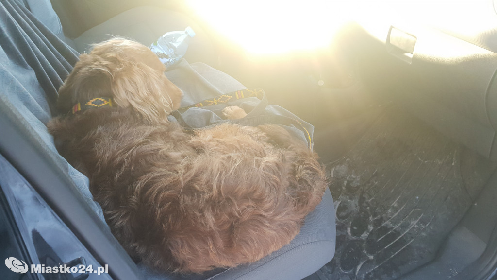 Buddy utknął w bagnie. Akcja ratunkowa w Wołczy