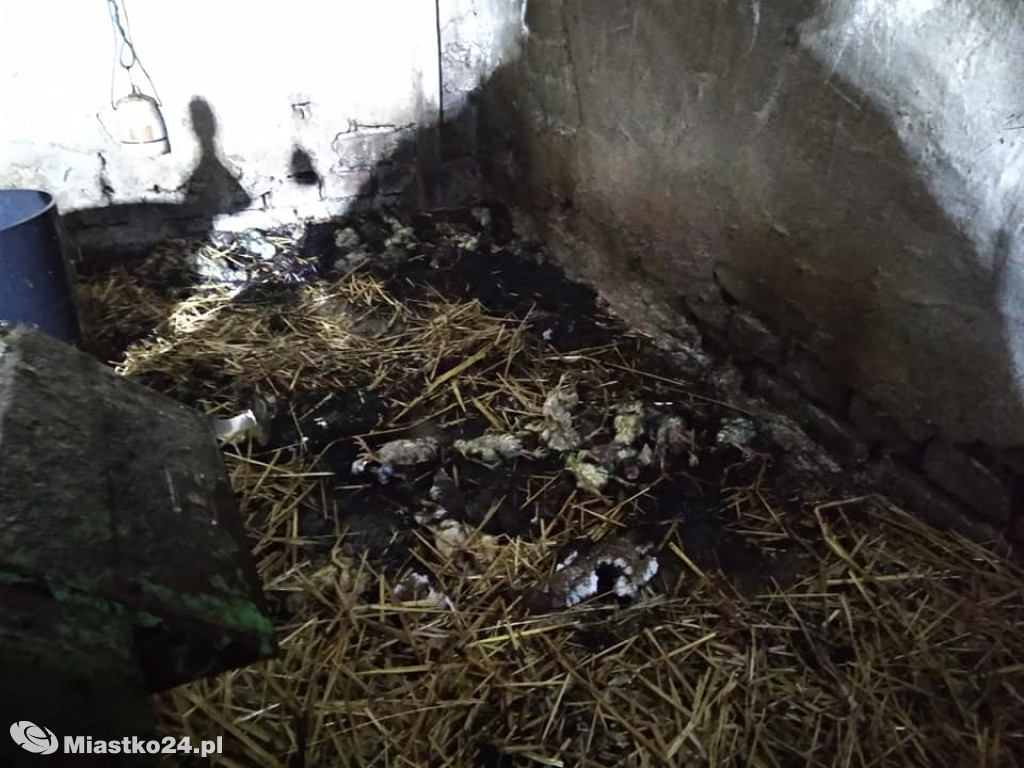 Pożar w kurniku. Kurczaków nie udało się uratować
