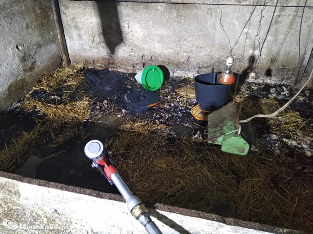 Pożar w kurniku. Kurczaków nie udało się uratować