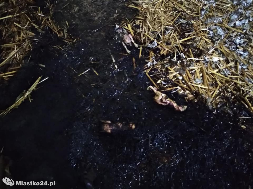 Pożar w kurniku. Kurczaków nie udało się uratować
