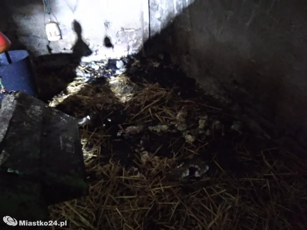 Pożar w kurniku. Kurczaków nie udało się uratować