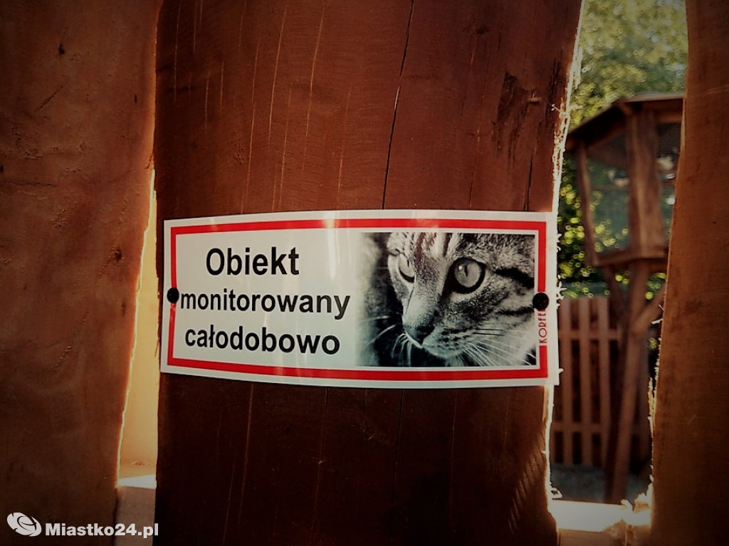 Azyl Nikodema GOTOWY! Zobacz jak wygląda [ZDJĘCIA]