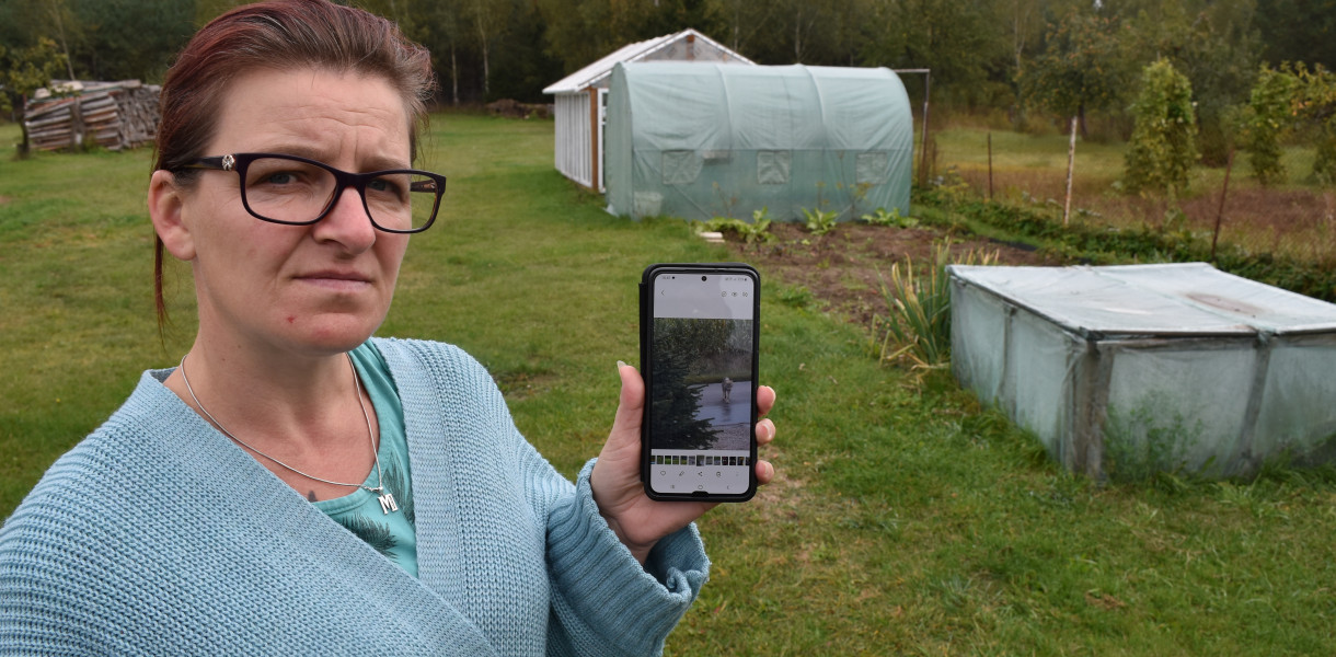 Marika Łaszczyk domaga się kontrolowanego odstrzału wilków