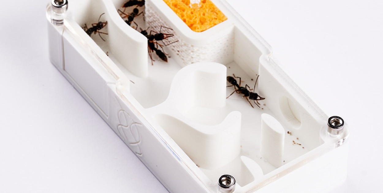 Własna hodowla mrówek – co trzeba wiedzieć na początek?