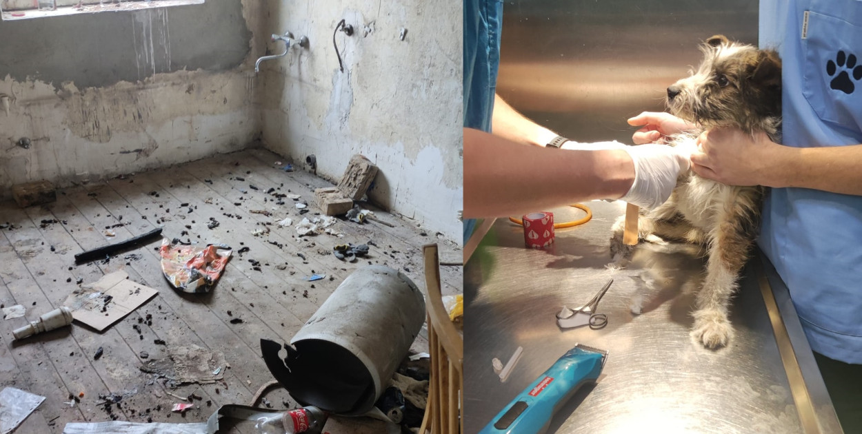 fot. Miasteckie Stowarzyszenie Bezdomny Kundelek