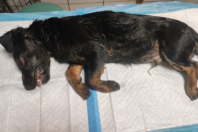 Martwy pies w worku nad jez. Lednik!