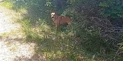 Pies PORZUCONY, PRZYWIĄZANY do drzewa. Zobacz nagranie-12476
