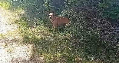 Pies PORZUCONY, PRZYWIĄZANY do drzewa. Zobacz nagranie WIDEO!-12476