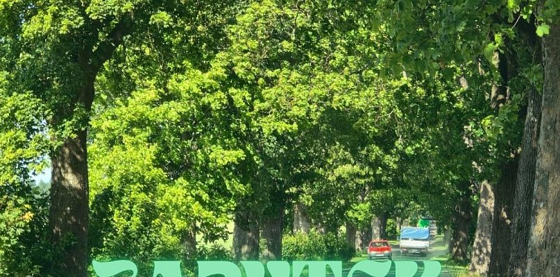 ZABYTEK drogowy. Aleja drzew na trasie Trzebielino–Kołczygłowy będzie prawnie - 16110