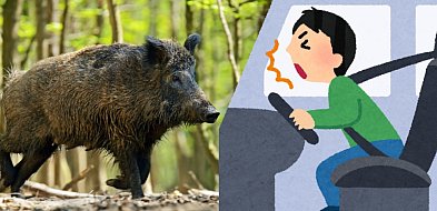 Drogi pełne wrażeń - od dwóch promili po spotkania z dzikiem-16385