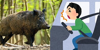 Drogi pełne wrażeń - od dwóch promili po spotkania z dzikiem-16385