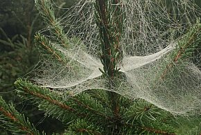 Kupujesz żywą choinkę na święta? Ten szczegół łatwo przeoczyć-17381