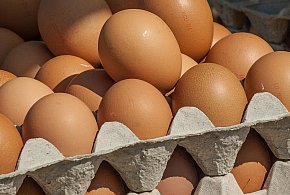 Salmonella wykryta w jajach! GIS wydał pilne ostrzeżenie-17413