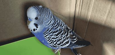Zagubiona papużka falista czeka na właściciela. Została odłowiona przy Netto