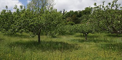 Kompleksowa ochrona sadu przed parchem – wyzwanie dla każdego sadownika