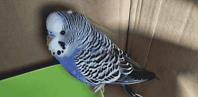 Zagubiona papużka falista czeka na właściciela. Została odłowiona przy Netto