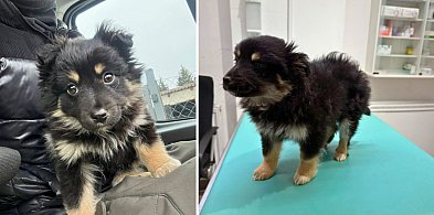 BESTIALSTWO na granicy gmin. Ktoś celowo porzucił szczeniaki?