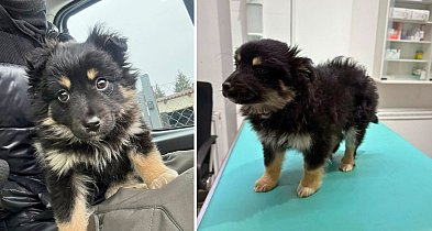 BESTIALSTWO na granicy gmin. Ktoś celowo porzucił szczeniaki?