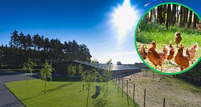 Wielka fabryka jaj pod Miastkiem. 400 milionów, 100 miejsc pracy i spór