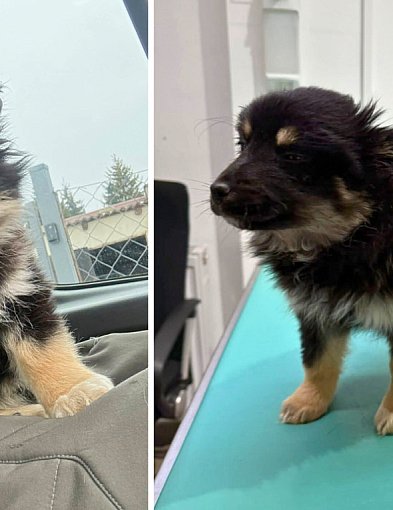 BESTIALSTWO na granicy gmin. Ktoś celowo porzucił szczeniaki?