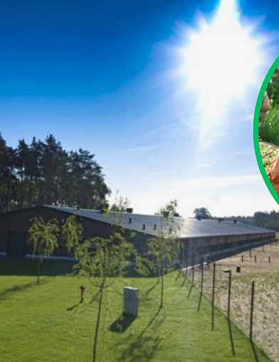 Wielka fabryka jaj pod Miastkiem. 400 milionów, 100 miejsc pracy i spór