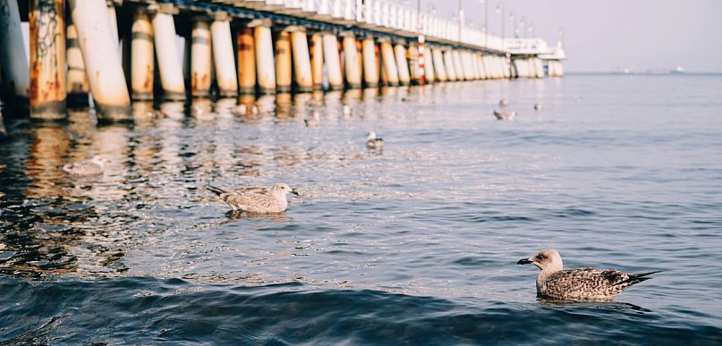 Gdynia w sieci/Encyklopedia miasta - kompletna oś czasu