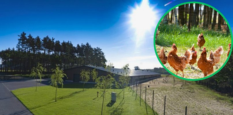 Wielka fabryka jaj pod Miastkiem. 400 milionów, 100 miejsc pracy i spór