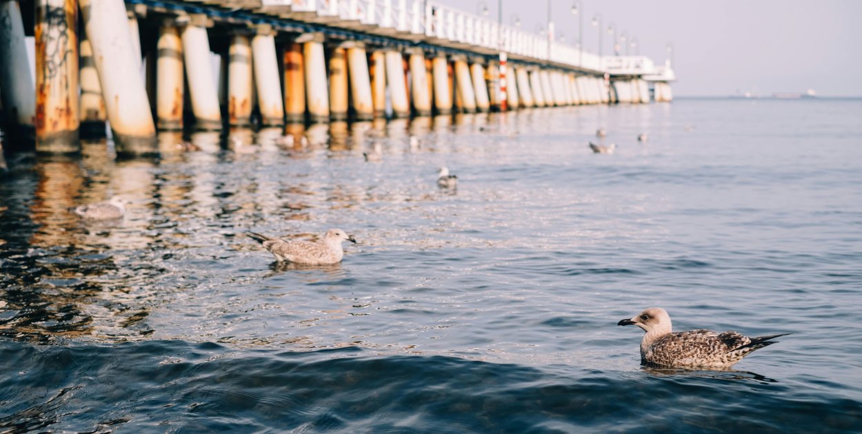 Gdynia w sieci/Encyklopedia miasta - kompletna oś czasu